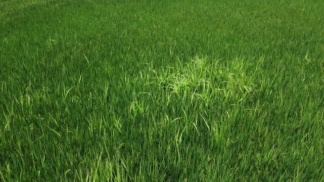 Lush Green Rice Plantation Panorama with Mountain Background