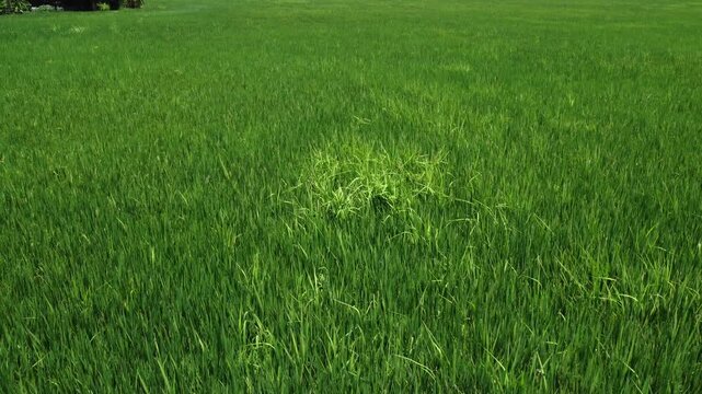 Lush Green Rice Plantation Panorama with Mountain Background