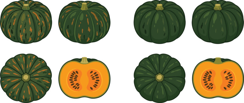 Japanese Kabocha Pumpkin Vector Illustration Set Featuring Whole Green Squash and Sliced Halves with Seeds for Culinary, Autumn Harvest, and Healthy Food Designs