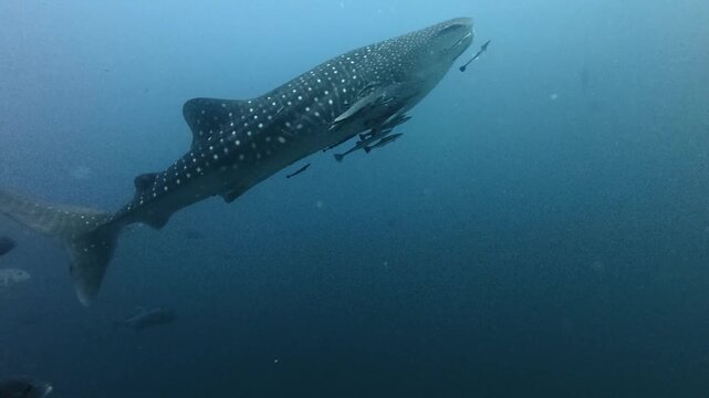 Whale shark swimming upward with small fish in deep ocean