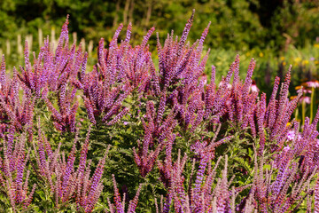 Obraz premium Purple flowers bloom in a garden during the summer, attracting bees and butterflies while surrounded by greenery