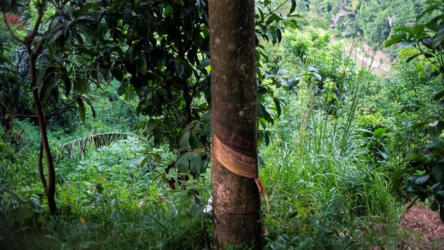 Rubber tree trunk with tapping marks in a tropical plantation