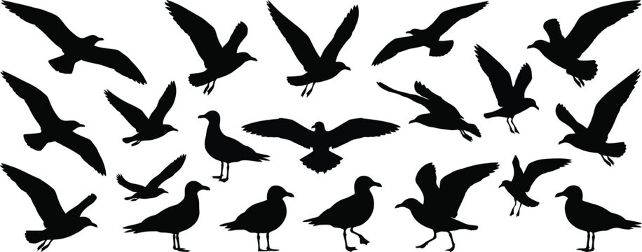 Seagull silhouettes on a white background collection of bird shapes