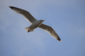 Fototapeta premium Large white seagull flying in a clear blue sky with wings spread wide. Majestic coastal wildlife photography.