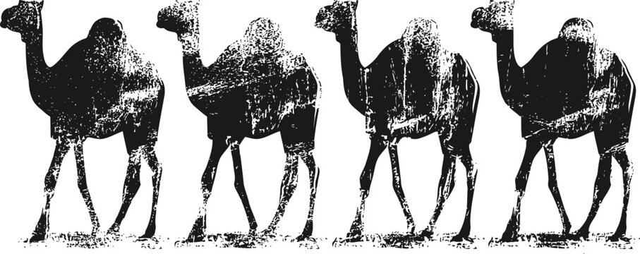four camels walking in a line silhouette with textured grainy effect on white background