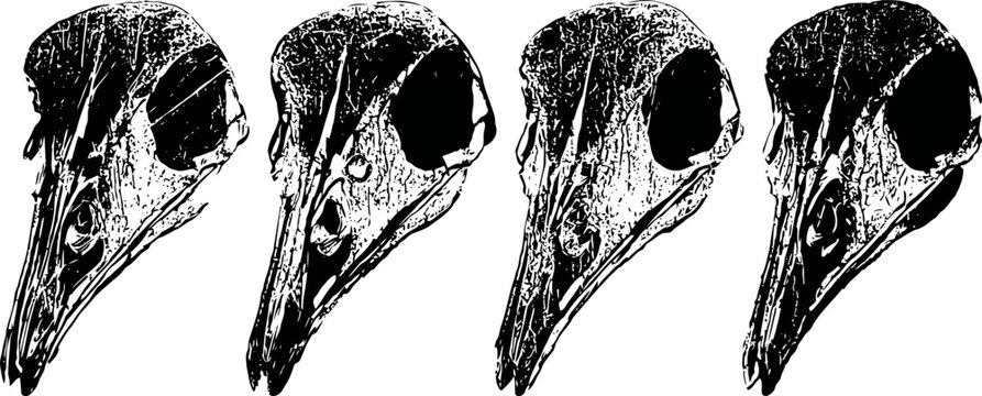 Four detailed black and white bird skull illustrations in a row with shading and texture