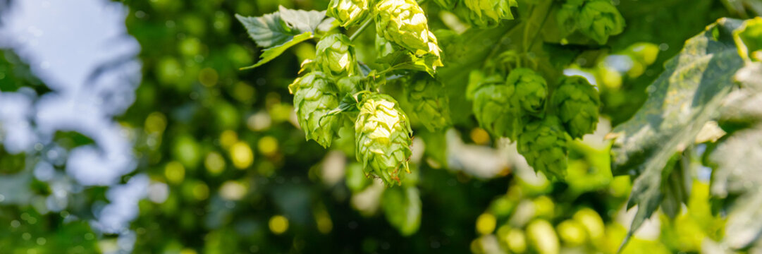Hops grow on vines in a field during summer days in sunlight