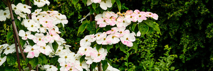 Fototapeta premium Flowers bloom in a garden during spring season near green plants and trees
