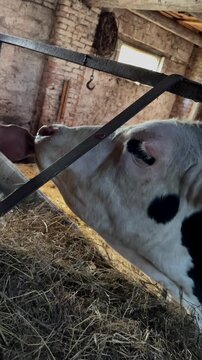 Big tricolor beautiful bull on the farm