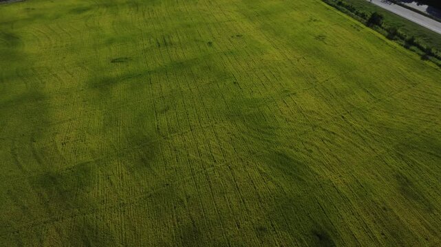 Aerial Transition from Green Rice Field to White Cotton Plantation