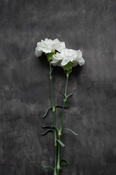 White Carnations on Dark Textured Watercolor Background