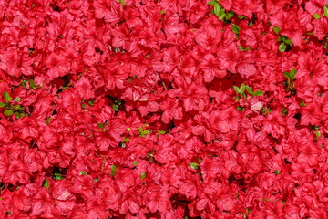 Fototapeta premium Bright red flowers bloom in a garden during springtime