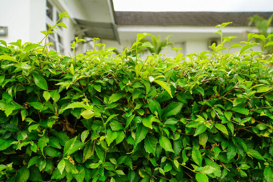 Acalypha Siamensis Wild Tea Shrub Trimmed as a Garden Hedge. Dense Green Foliage of Ornamental Plant with Residential House Background. High-Quality Photography for Landscaping, Gardening, and Home