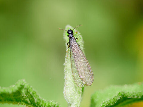 A winged queen termite on a leaf.