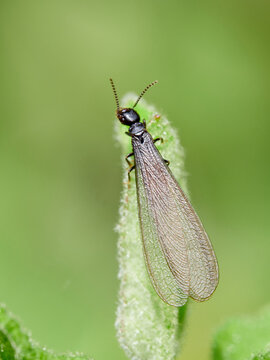 A winged queen termite on a leaf.