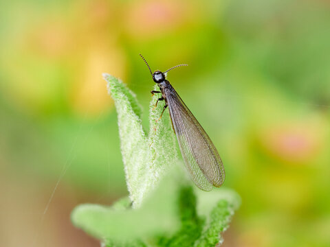 A winged queen termite on a leaf.
