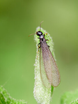 A winged queen termite on a leaf.