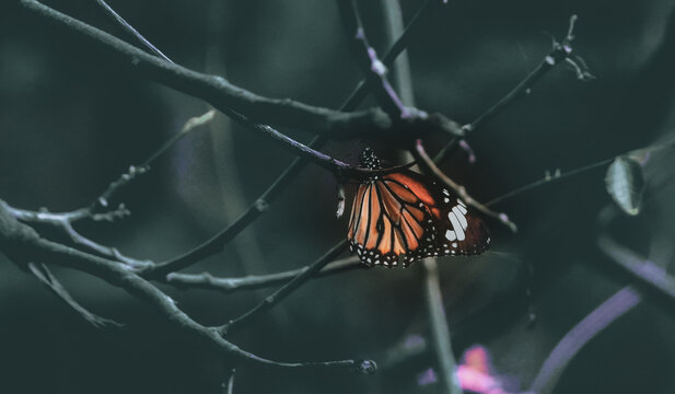 butterfly on the branch