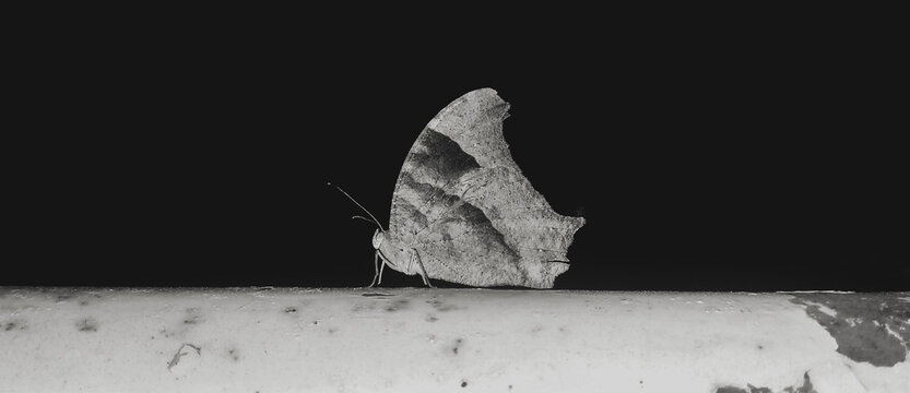 black and white photo