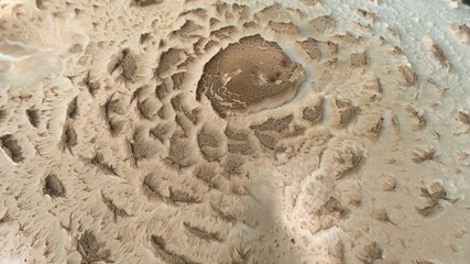 Extreme close-up of a parasol mushroom (Macrolepiota procera) cap surface showing intricate brown scaly patterns on a white background. The detailed organic texture highlights the natural structure © Alex Vainova