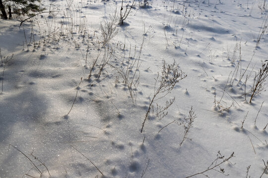 grass covered with snow after a snowfall in winter, frozen plants under the snow, white fluffy deep snowdrifts after snowfalls in winter