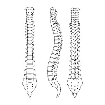 Human spine anatomy illustration with front and side views