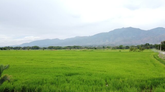 Close-up of Green Rice Ears in a Lush Plantation