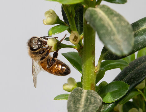 Closeup of a Honey Bee Drinking Nectar