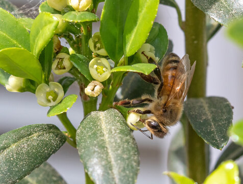 Closeup of a Honey Bee Drinking Nectar