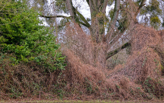 &uuml;berwucherter Baum mit Ranken