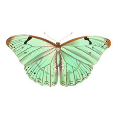 Victorian Mint Green Moth Illustration, Antique Natural History Lepidoptera Art, Pre-1900 Insect Print © Vintage Nature Co.