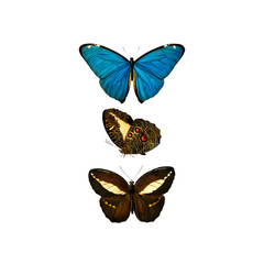 Victorian Triple Butterfly Collection Illustration, Antique Blue Morpho Natural History Art, Pre-1900 Lepidoptera Print © Vintage Nature Co.