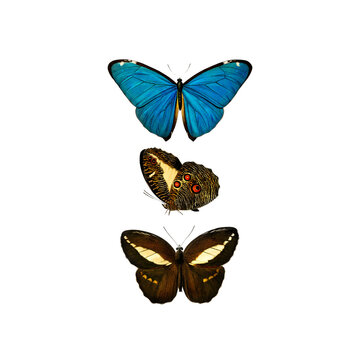 Victorian Triple Butterfly Collection Illustration, Antique Blue Morpho Natural History Art, Pre-1900 Lepidoptera Print
