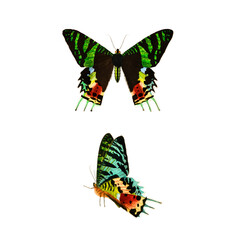 Victorian Green Striped Butterfly Pair Illustration, Antique Natural History Art, Pre-1900 Exotic Lepidoptera Print © Vintage Nature Co.