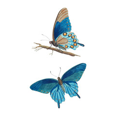 Victorian Blue Butterfly Pair on Branch Illustration, Antique Natural History Watercolor Art, Pre-1900 © Vintage Nature Co.