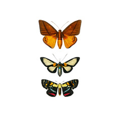 Victorian Triple Butterfly Collection Illustration, Antique Orange Brown Natural History Art, Pre-1900 Lepidoptera Print © Vintage Nature Co.