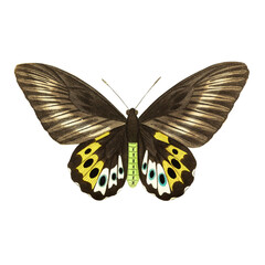 Fototapeta premium Victorian Birdwing Butterfly Illustration, Antique Brown Yellow Natural History Art, Pre-1900 Lepidoptera Print