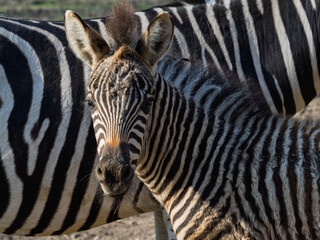 Naklejka premium Plains zebra foal