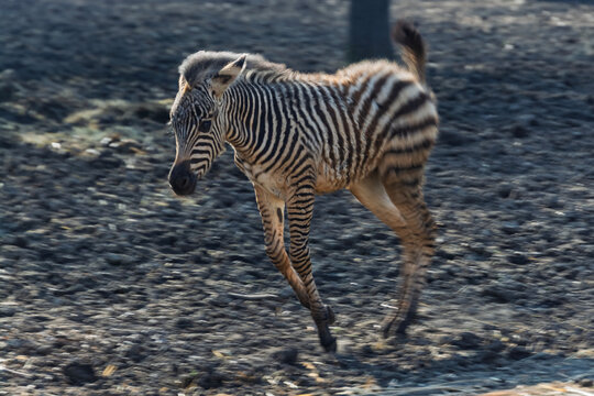 Plains zebra foal