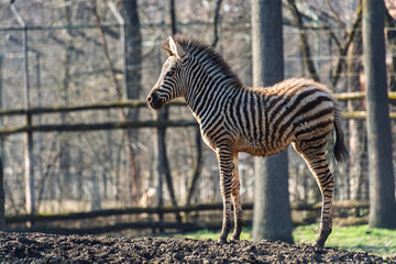 Naklejka premium Plains zebra foal