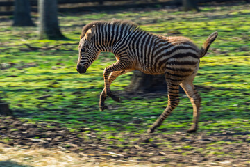 Naklejka premium Plains zebra foal runs