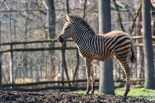 Plains zebra foal