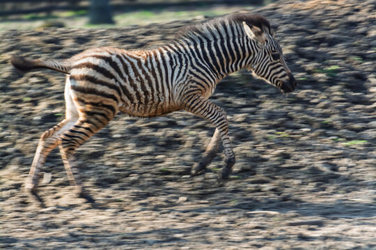 Plains zebra foal