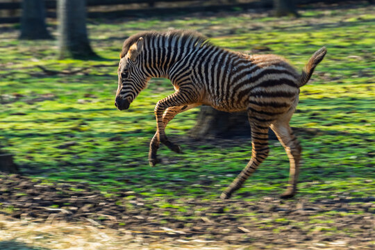 Plains zebra foal runs