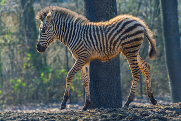 Naklejka premium Plains zebra foal runs