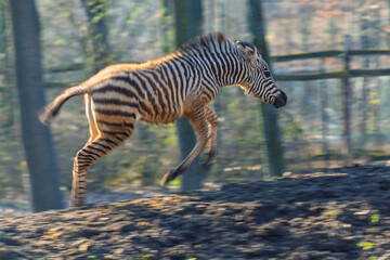 Naklejka premium Plains zebra foal runs