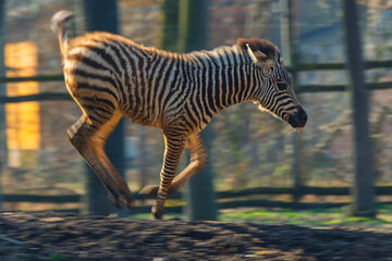 Naklejka premium Plains zebra foal runs