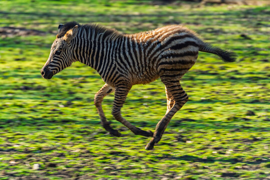Plains zebra foal runs