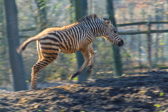 Plains zebra foal runs