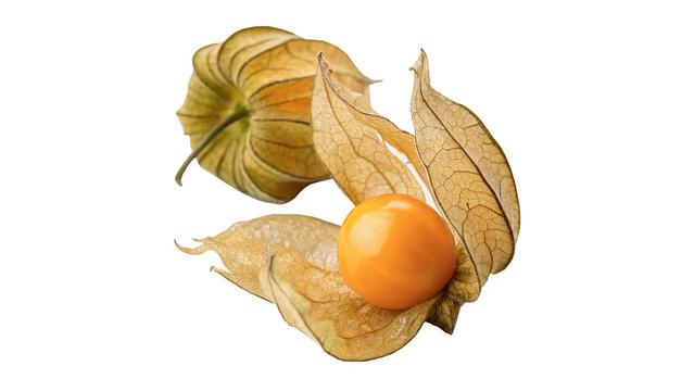 Fresh physalis or cape gooseberry fruit with husk for healthy organic exotic food and dessert isolated on transparent background